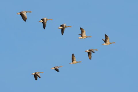 Im Schwarm: Was Führungskultur mit Zugvögeln zu tun hat